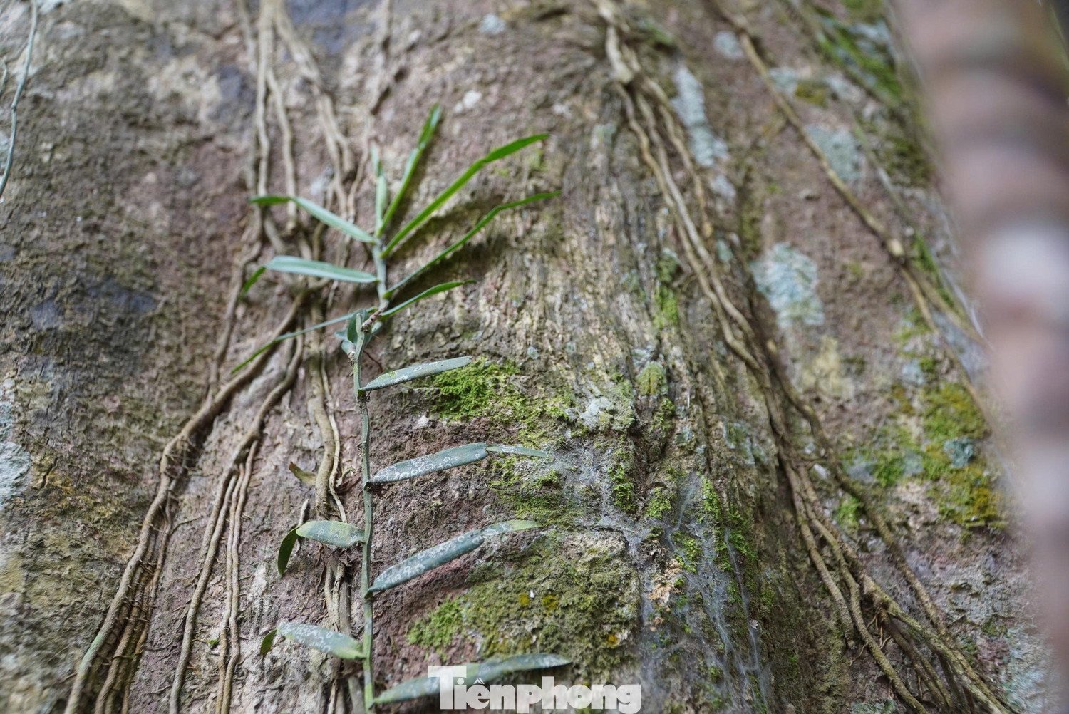 Cận cảnh gốc trầm 500 tuổi ở miền núi Hà Tĩnh - 4