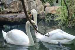 Thiên nga trắng bị trộm nhét vào ba lô mang khỏi Thảo Cầm Viên Sài Gòn