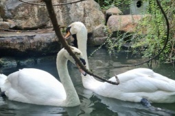 Thiên nga trắng bị trộm nhét vào ba lô mang khỏi Thảo Cầm Viên Sài Gòn