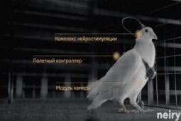 Nga biến chim bồ câu thành bio-drone, bay xa hàng trăm km