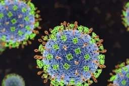 Bộ Y tế cảnh báo nguy cơ từ virus Nipah: Chưa có vắc xin, tỉ lệ tử vong cao