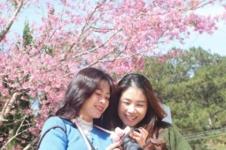 Mai anh đào rực hồng, buôn làng K'Ho trở thành điểm check-in hấp dẫn