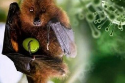 TPHCM tăng cường giám sát trước nguy cơ xâm nhập virus Nipah