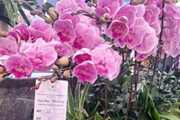 Hoa lan rực rỡ xuống phố, giá từ vài triệu đến vài chục triệu đồng