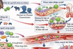 Virus Nipah - cơ chế gây bệnh và các biện pháp phòng ngừa
