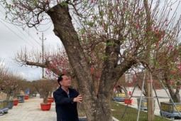 Đào thế lạ, bưởi 'khủng' rộn ràng xuống phố đón Tết