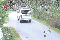 Trả lại con lợn 100 kg rơi giữa đường cho tài xế