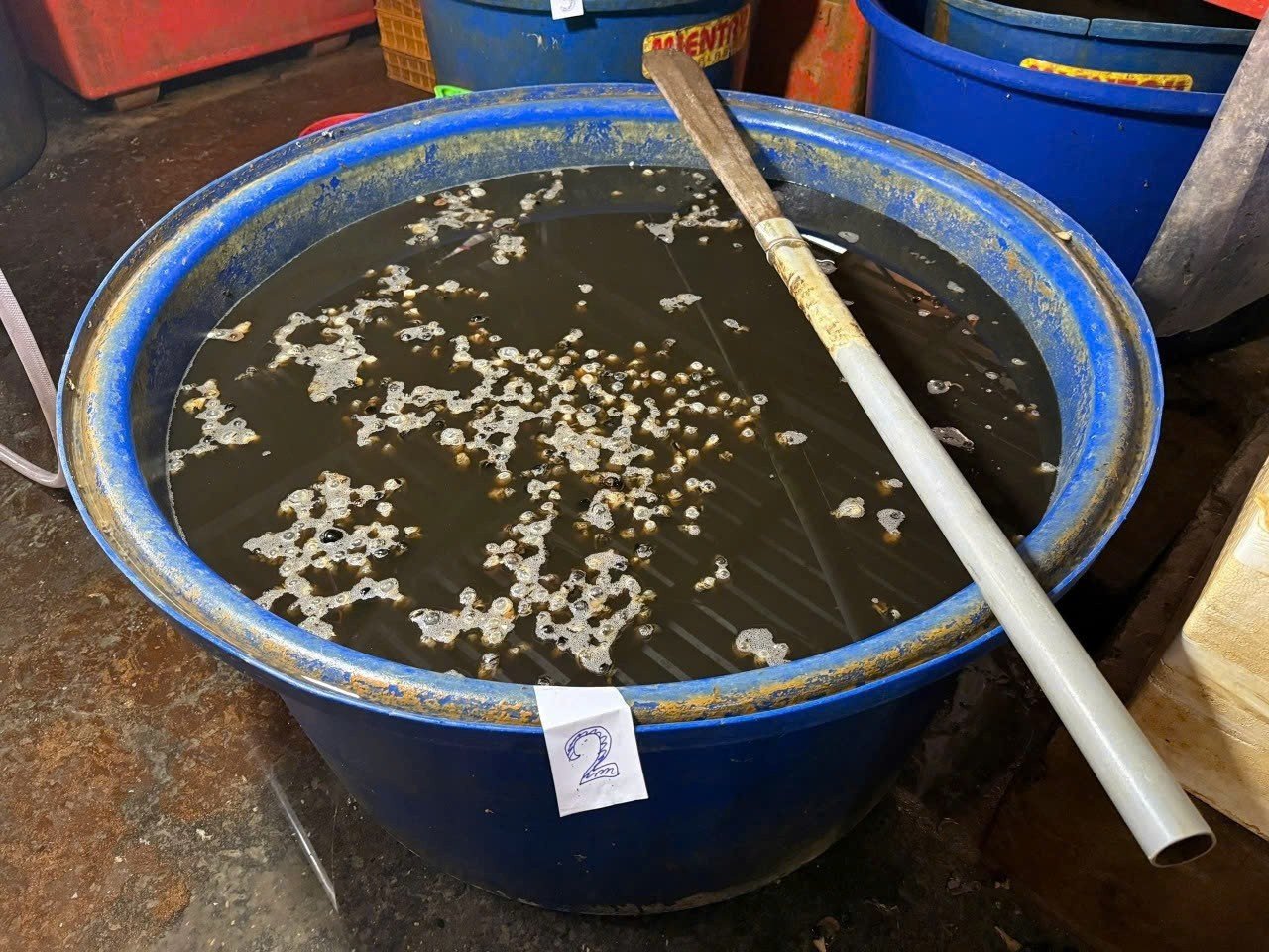 Các thùng hóa chất để ngâm thịt ốc.