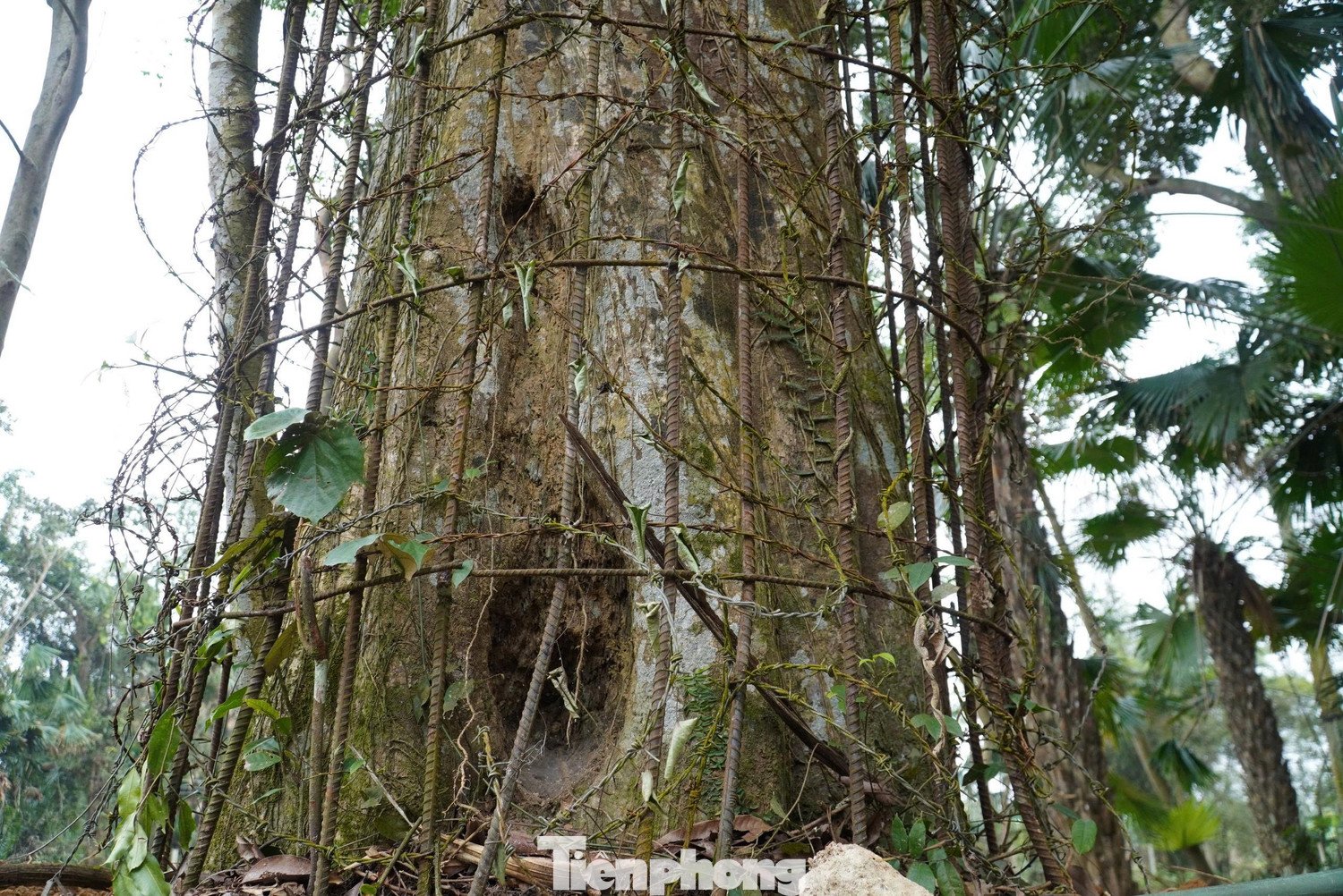 Xung quanh gốc cây, nhiều bụi dương xỉ xanh mướt mọc chen nhau, thân cây lại được lớp rêu phong phủ kín, càng làm tôn lên vẻ đẹp cổ kính, trầm mặc của cây trầm hương cổ thụ.