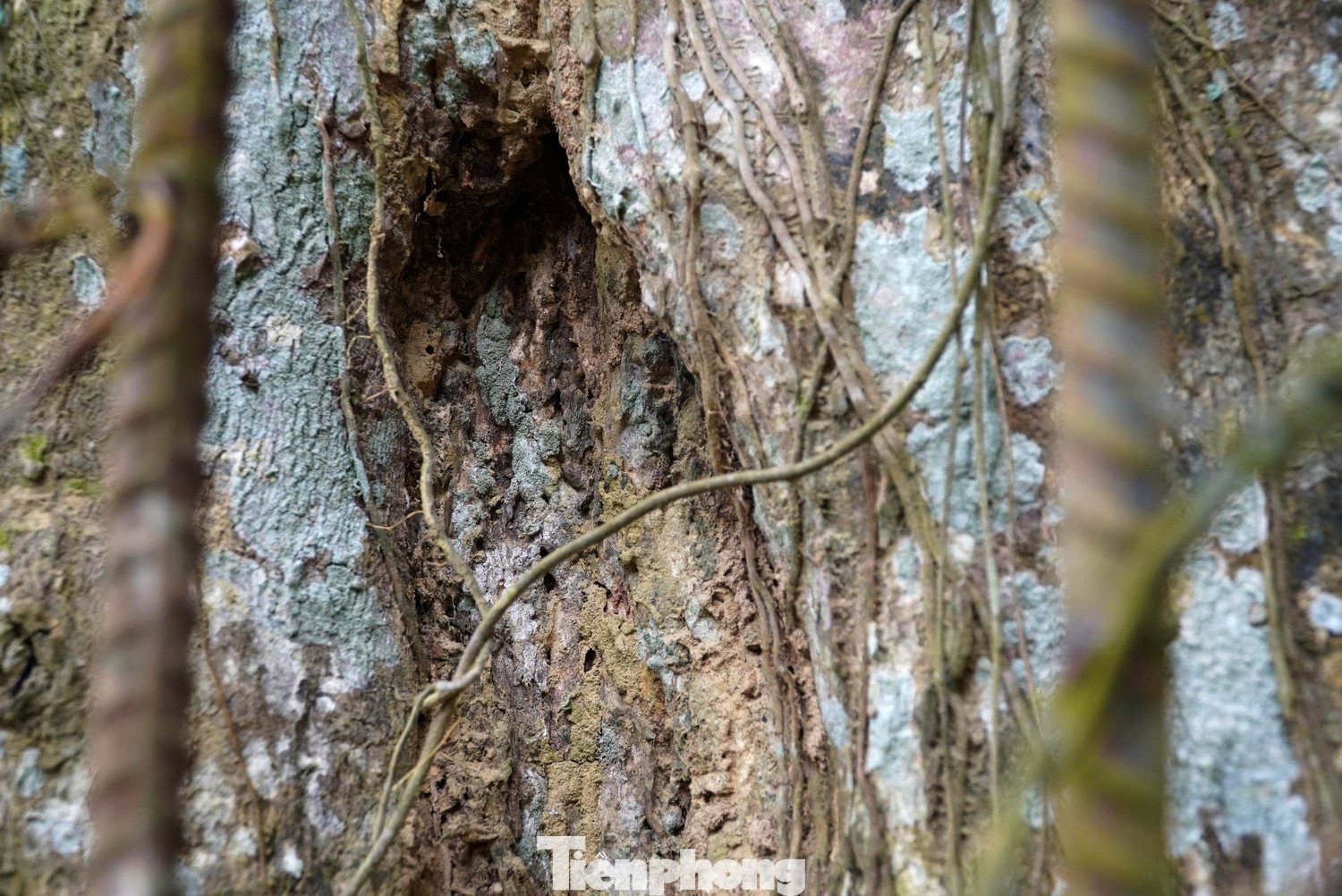 Xung quanh gốc cây, nhiều bụi dương xỉ xanh mướt mọc chen nhau, thân cây lại được lớp rêu phong phủ kín, càng làm tôn lên vẻ đẹp cổ kính, trầm mặc của cây trầm hương cổ thụ.