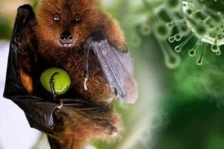 TPHCM tăng cường giám sát trước nguy cơ xâm nhập virus Nipah