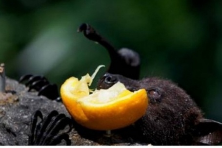 Chuyên gia chỉ ra loài dơi mang virus Nipah hay ăn 1 loại quả ở Việt Nam cũng có