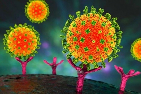 Xu hướng tìm kiếm Nipah trên Google: Virus Nipah là gì, lây qua đường nào?