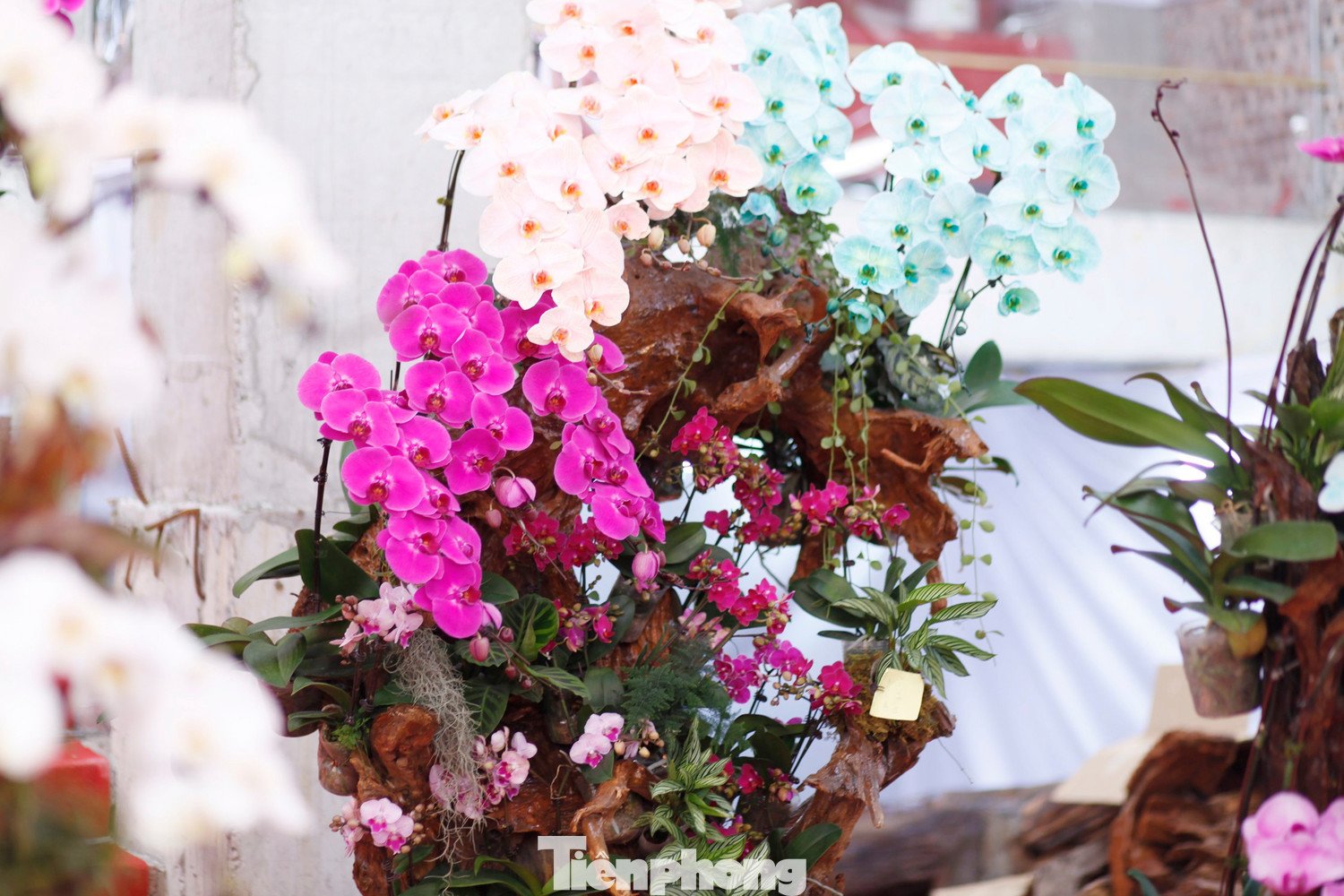 Những chậu hoa lan bán Tết được chăm sóc cẩn thận.