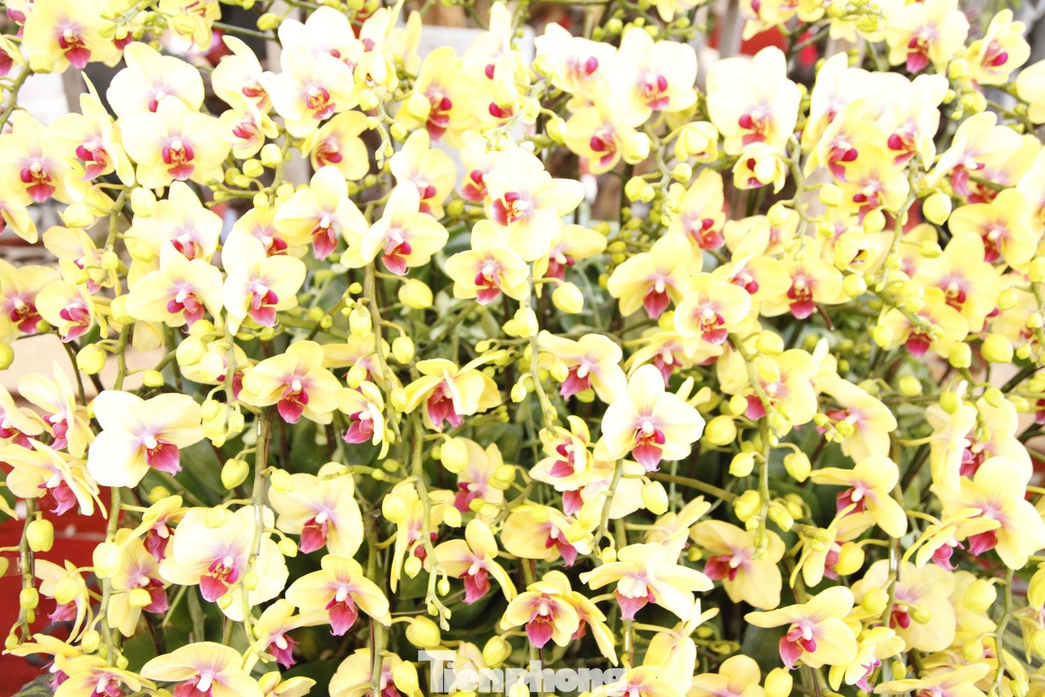 Những chậu hoa lan bán Tết được chăm sóc cẩn thận.