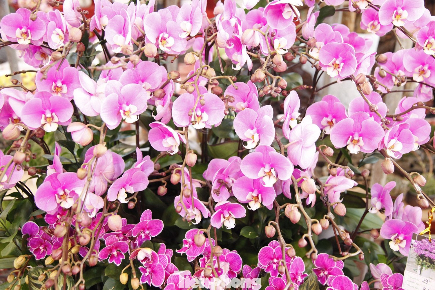 Những chậu hoa lan bán Tết được chăm sóc cẩn thận.