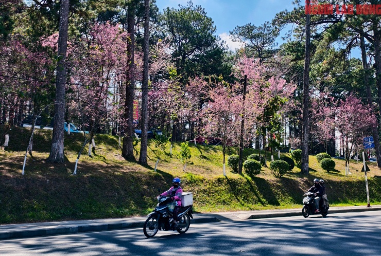 Du khách đổ về những cung đường mai anh đào đẹp nhất Đà Lạt - 2