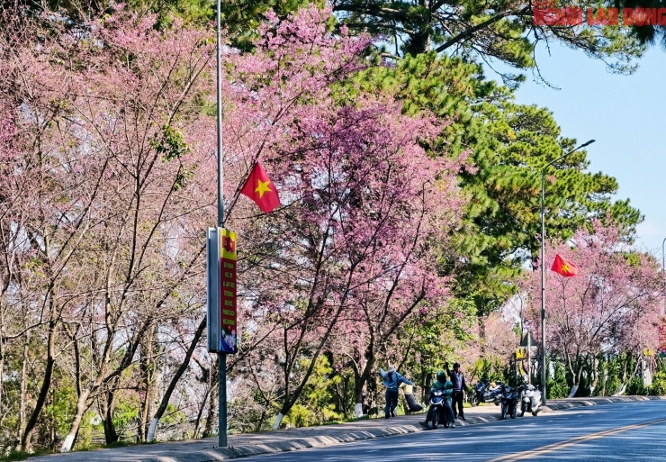 Du khách đổ về những cung đường mai anh đào đẹp nhất Đà Lạt - 3