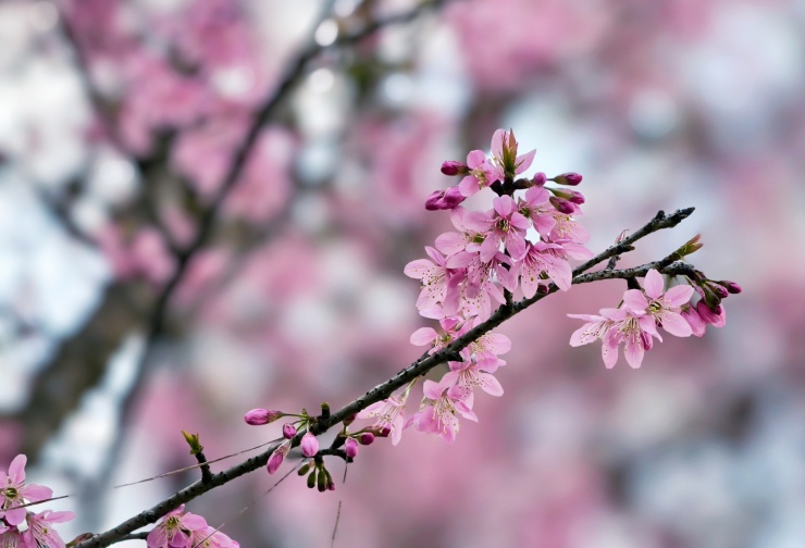 Du khách đổ về những cung đường mai anh đào đẹp nhất Đà Lạt - 6