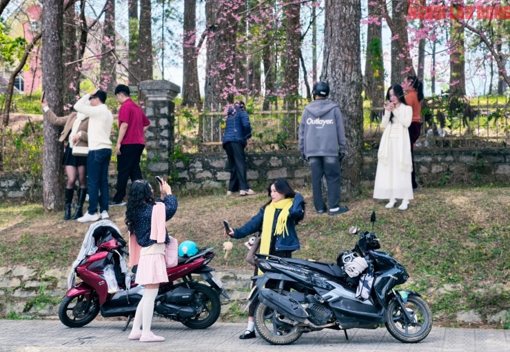 Du khách đổ về những cung đường mai anh đào đẹp nhất Đà Lạt - 8