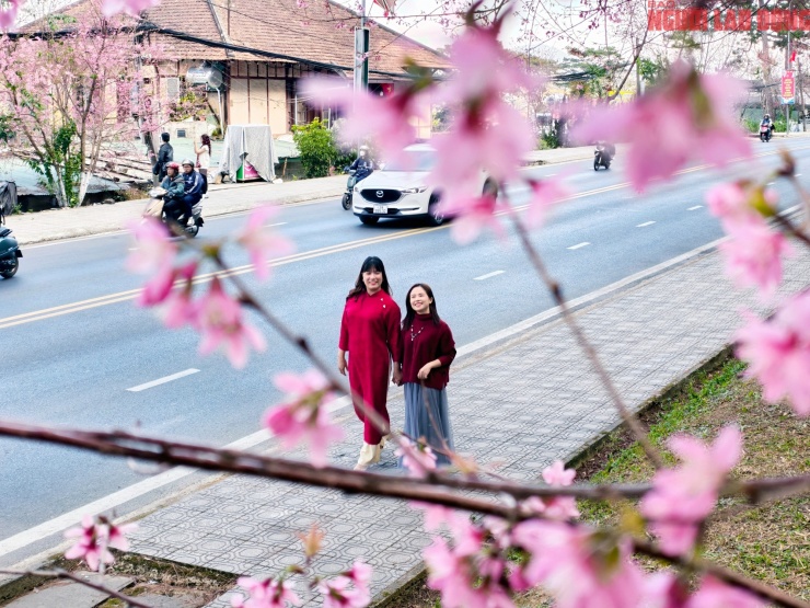 Du khách đổ về những cung đường mai anh đào đẹp nhất Đà Lạt - 9