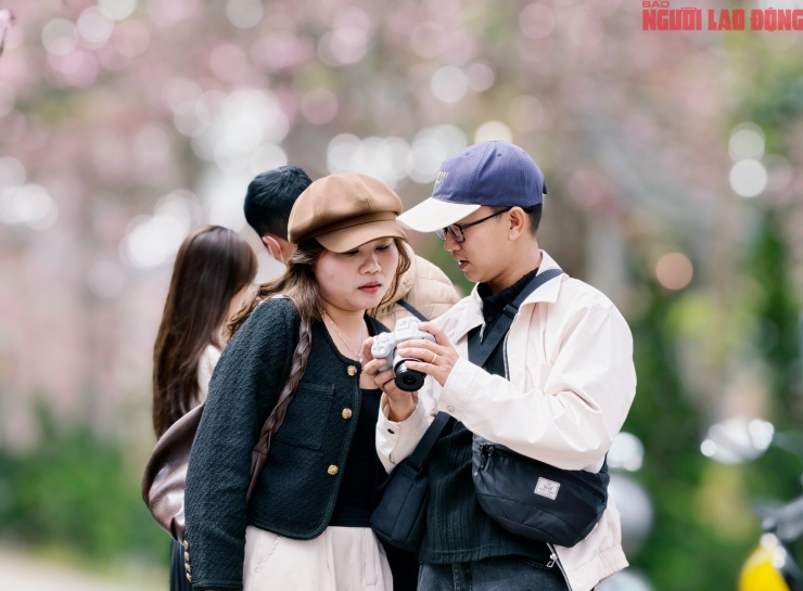 Du khách đổ về những cung đường mai anh đào đẹp nhất Đà Lạt - 10