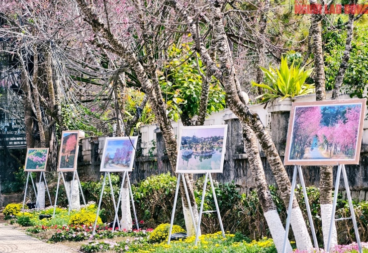 Du khách đổ về những cung đường mai anh đào đẹp nhất Đà Lạt - 12