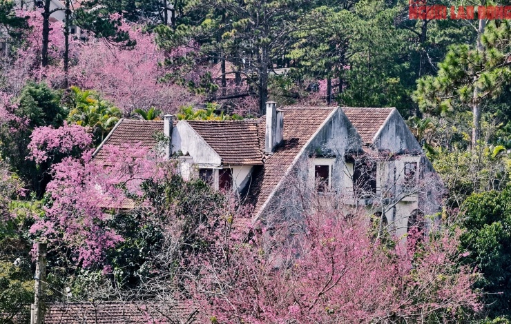 Du khách đổ về những cung đường mai anh đào đẹp nhất Đà Lạt - 15