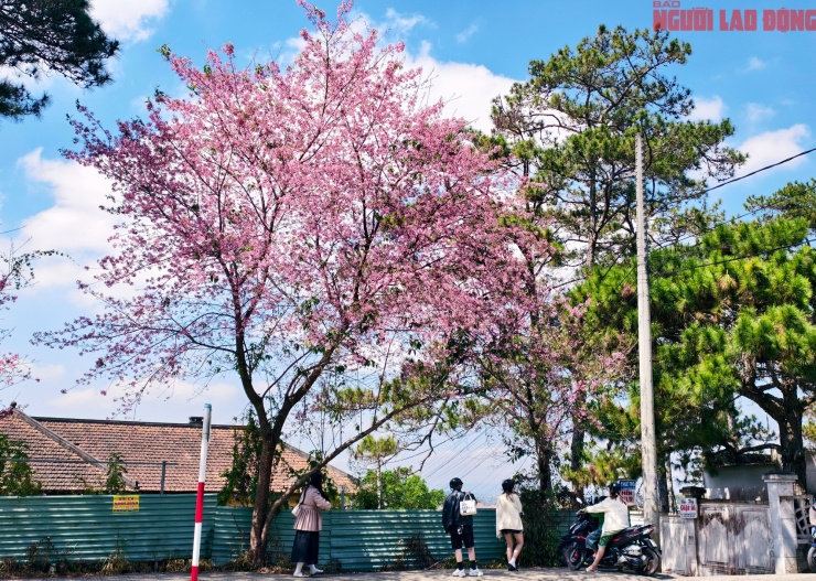 Du khách đổ về những cung đường mai anh đào đẹp nhất Đà Lạt - 17