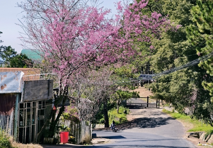 Du khách đổ về những cung đường mai anh đào đẹp nhất Đà Lạt - 19