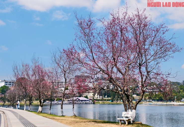 Du khách đổ về những cung đường mai anh đào đẹp nhất Đà Lạt - 22