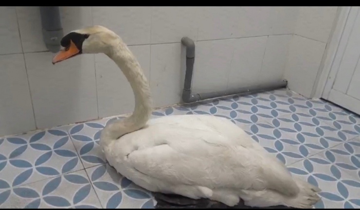 Vụ trộm thiên nga ở Thảo Cầm Viên: Dân mạng đòi dựng thành phim điện ảnh - 3