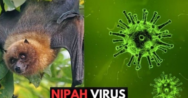 Dơi được xác định là nguồn lây virus Nipah sang người.