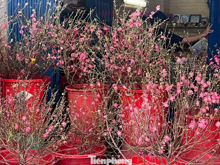Thời tiết TPHCM những ngày qua nắng nóng vào ban ngày nên nhiều cành đào đã bung nụ trĩu cành. Sắc đào mang theo không khí Tết miền Bắc xuống phương Nam khiến ai đi ngang cũng phải dừng lại ngắm nghía
