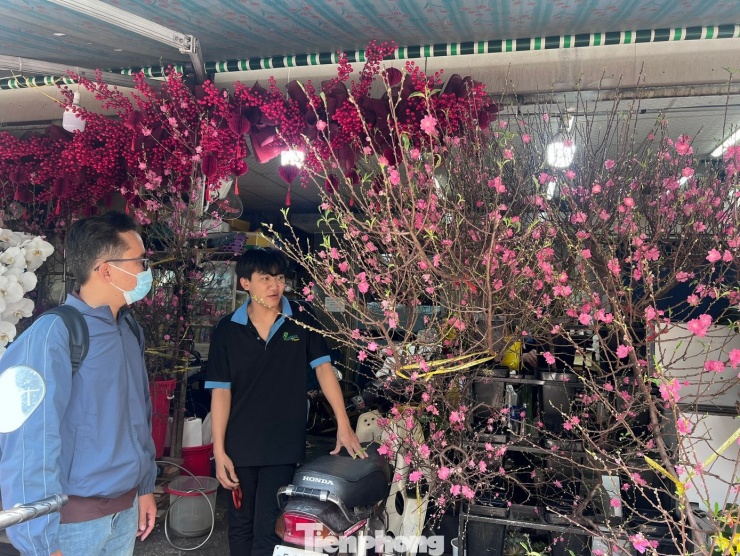 Theo tiểu thương, giá đào mini năm nay "mềm" hơn so với mọi năm ngay từ đầu mùa. Dù trước đó nhiều địa phương trồng đào ở miền Bắc bị ảnh hưởng bởi mưa bão nhưng đào vẫn ra hoa đúng thời điểm.