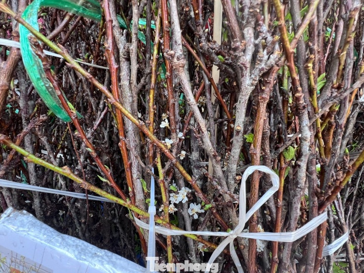 "Tôi rất thích cắm bình hoa mận Tây Bắc trong nhà. Chỉ cần cắm nước là hoa nở rộ trắng nguyên cành, hương thoang thoảng rất dễ chịu. Các năm trước, đây là hàng hiếm chỉ có mỗi dịp Tết nhưng năm nay hầu hết các tiệm hoa đều nhập mận Tây Bắc về phục vụ người chơi hoa, giá mềm và dễ mua" - chị Lý (ngụ phường Gia Định) bộc bạch.