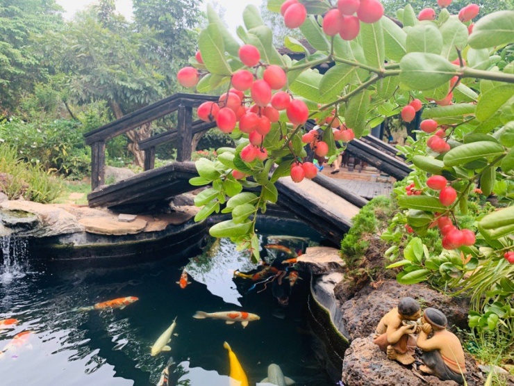 Hồ cá Koi trước cửa nhà, cùng không gian yên tĩnh với hoa thơm và tiếng chim hót giúp gia chủ khoan khoái và cảm thấy khỏe khoắn hơn.