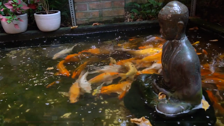 Bên ngoài phòng khách được ca sĩ Quang Dũng cho xây dựng một hồ cá nhỏ với tượng Phật đặt giữa hồ. Theo Quang Dũng chia sẻ, phải mất một năm để hoàn thành hồ cá nhưng anh rất hài lòng với không gian này. Mỗi buổi sáng được ngồi cho cá ăn và tận hưởng không gian trong lành là một điều rất thi vị.