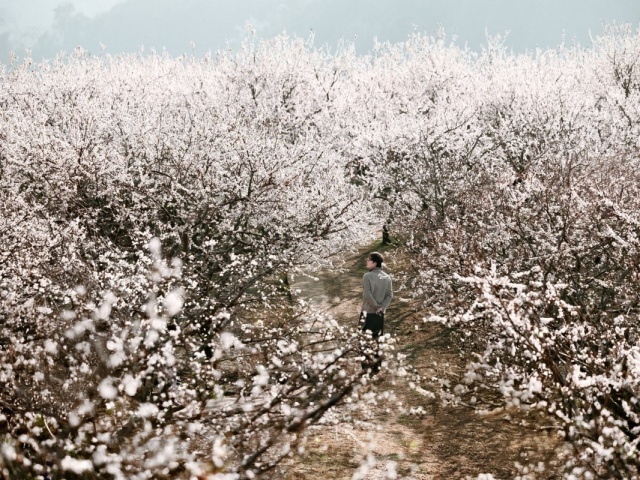 Mộc Châu mùa 'trắng xóa': 5 tọa độ check-in hoa mận không nên bỏ qua