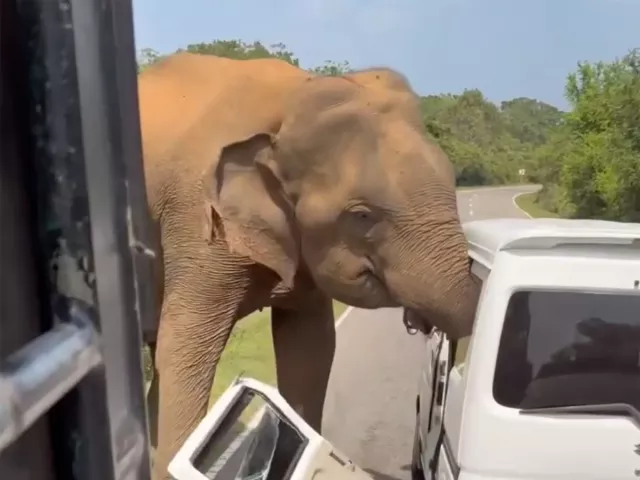Gia đình khách Nga suýt mất mạng vì voi tấn công