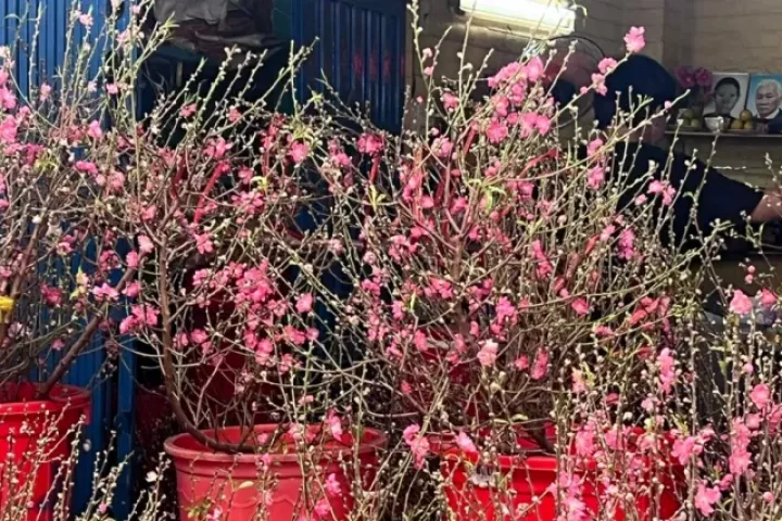 Đào mini đổ bộ Sài thành, giá rẻ đến bất ngờ