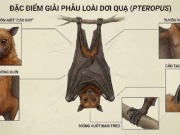 Vì sao dơi là vật chủ lý tưởng cho virus Nipah gây dịch bệnh?