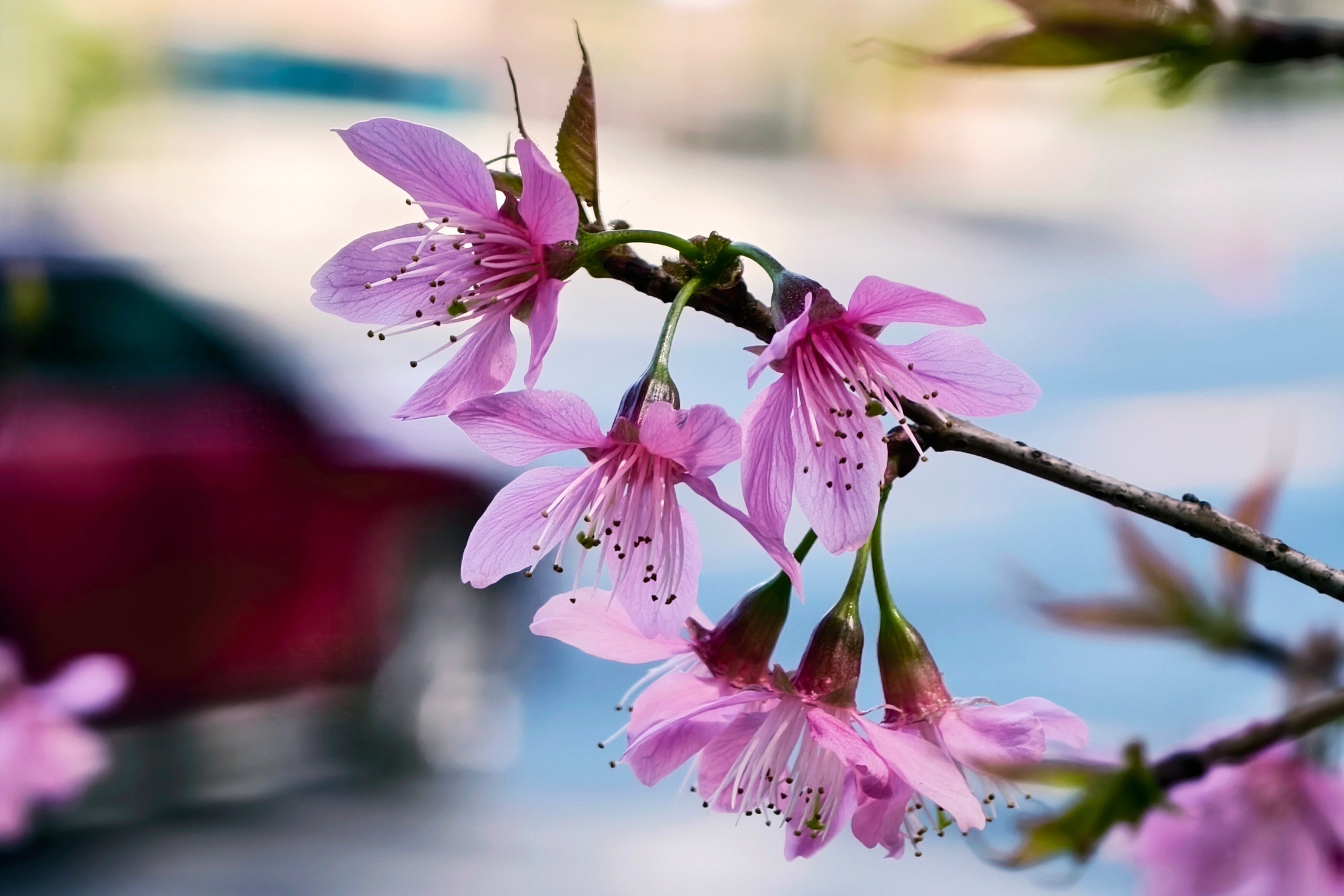 Du khách đổ về những cung đường mai anh đào đẹp nhất Đà Lạt - 4