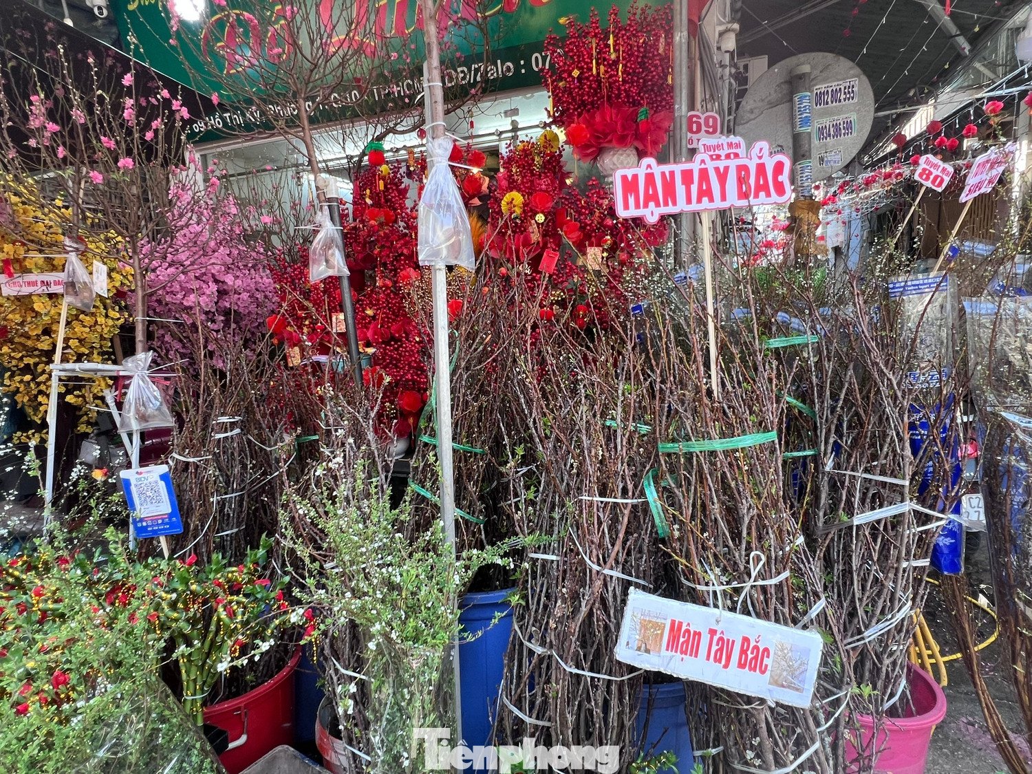 Không chỉ có đào, những loại hoa chơi Tết khác như mận Tây Bắc, tuyết mai cũng có giá rất mềm. Như tuyết mai chỉ 80.000 đồng/bó, mận Tây Bắc giá 180.000 đồng/10 cành.