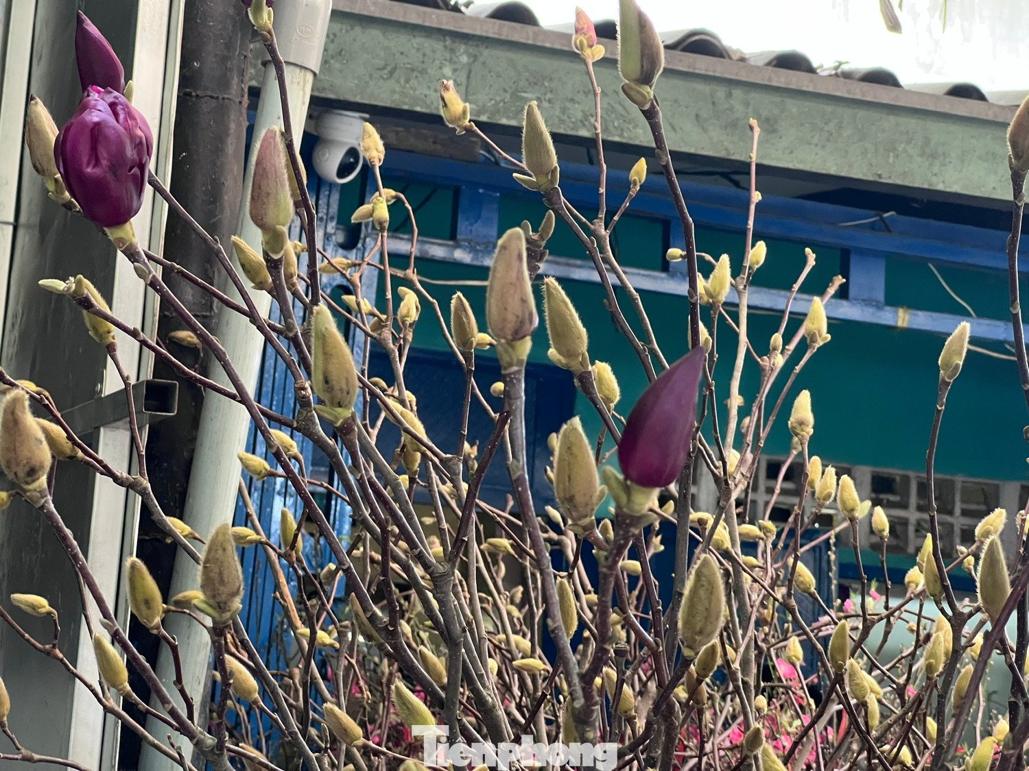 Những loài hoa độc lạ chờ người mua về chơi Tết