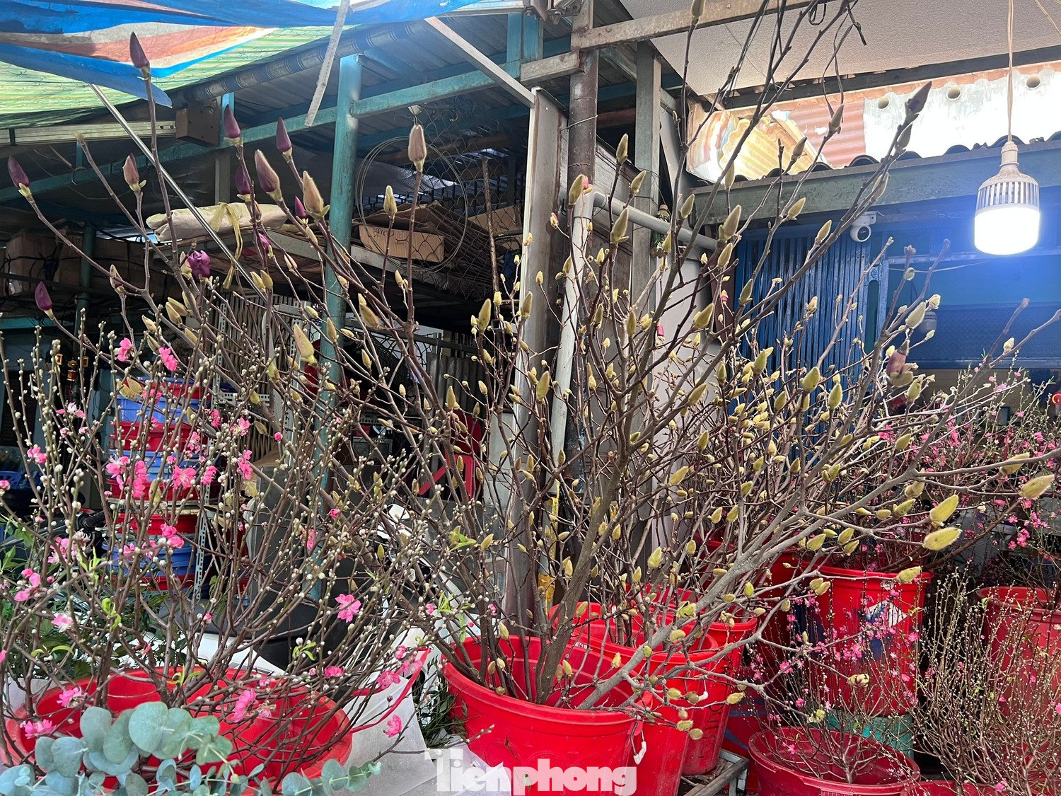 Những loài hoa độc lạ chờ người mua về chơi Tết