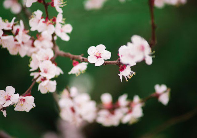 Tiết Vũ thủy đánh dấu thời điểm những lớp lạnh giá cuối cùng của mùa đông nhường chỗ cho sự ấm áp lan tỏa. Ảnh minh họa