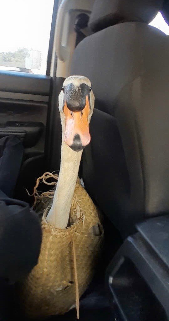 "Nạn nhân" trong câu chuyện kịch tính từ Thảo Cầm Viên.