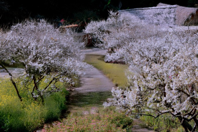 Mộc Châu mùa 'trắng xóa': 5 tọa độ check-in hoa mận không nên bỏ qua - 3