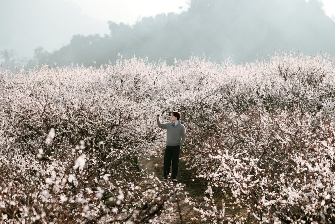 Mộc Châu mùa 'trắng xóa': 5 tọa độ check-in hoa mận không nên bỏ qua - 1